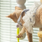 Interactief elektrisch rups kattenspeelgoed-✈️Gratis verzending