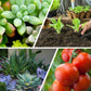 🔥Universele meststof met langzame afgifte voor planten