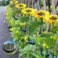 🔥Zonnebloem LED-tuinsteker op zonne-energie