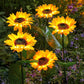 🔥Zonnebloem LED-tuinsteker op zonne-energie