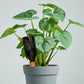 Keramische Automatische Planten Watergever | 4-Pack | 5-7 Dagen Zelfwatergeving