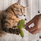 💥【LIMITED TIME 50% OFF】🔥 Natuurlijk Kattenkruid Speeltje | Kort Pluche Bijtbestendig | Vijf Schattige Ontwerpen | Reinigt Tanden | Stressverlichtend & Meubelbeschermend